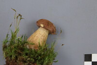 Tylopilus felleus image